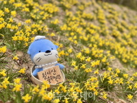 월아산 숲속의 진주, 다양한 봄꽃과 함께 하는 행사 가득