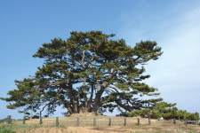 기장군 보호수, 죽성리 곰솔 2025 올해의 나무 선정