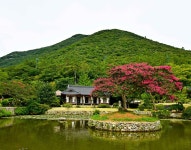 진도 운림산방 배롱나무, 산림청 올해의 나무로 선정