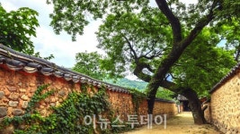 산청 남사예담촌 부부 회화나무, 경남 유일 올해의 나무 선정