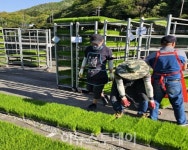 통영준법지원센터, 거제 연초면 일대 농촌 일손 돕기