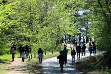 [포토] 자작나무숲으로 향하는 길