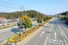 완도군, 군목(郡木) 동백나무→완도호랑가시나무로 변경