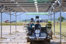 영암군, 위는 태양광 아래는 쌀···영농형 태양광 재배 모내기