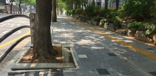 인천 서구, 승학로 가로수 보호 정비