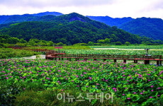 자연이 살아 숨 쉬는 합천 정양늪 생태공원, 걷기 좋은 곳 부상