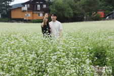 메밀꽃 물결 속으로