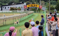 진도군, 추석 황금연휴 진도개 Dog 스포츠 등 성황