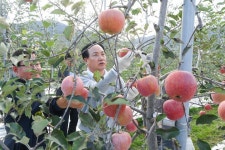 오산시, 자매도시 장수군서 오산시민 장수 사과따기 체험행사 진행