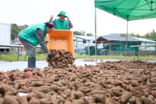 [포토] 양주시 장흥면, 구슬땀으로 거둔 고구마 풍년