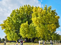 천년 세월 품은 원주 반계리 은행나무