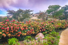 합천군 목수국 정원, 새 관광 자원 동력