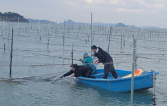 전남해양수산과학원, 참김 뱀장어 등 종자 생산 결실