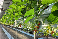 원주 치악산 딸기 본격 출하…문막·흥업·신림 체험농장도 성황