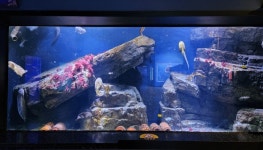 전남해양수산과학관-섬진강어류생태관, 설 연휴에도 개관