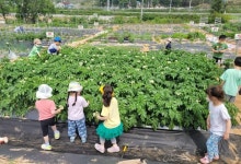 익산시, 도심 속 텃밭 주말 가족농장 운영