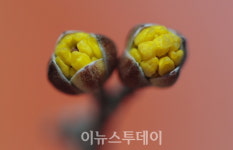 [포토]함양 하림공원의 산수유 꽃망울