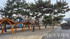 [현장 르포5보] 장경리 100~150년 해송 수십 그루 '증발'?