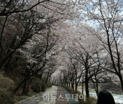 거창군 건계정 벚꽃길 따라 마음도 쉬어가세요