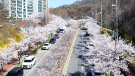 안성시, 금광호수·조령천·남파로·청룡호수 등 자연형 벚꽃 명소 풍성