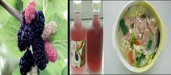 몸에 좋은 뽕나무 열매 오디에서 천연색소 쉽게 추출 가능