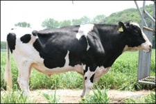 세계적으로 인정받은 젖소 유진 농가서도 한 몫