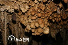 정선 산호동굴·평창 섭동굴, 천연기념물 지정 예고