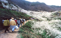 봄 향기 물씬~ 남도서 열리는 봄꽃축제