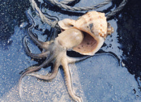 [충남]쩝쩝! 서해안 주꾸미 맛 들었네