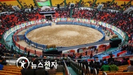 [경북]청도, 소들의 전쟁이 시작된다
