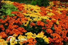 [광주] 봄 향기 가득한 2010광주봄꽃박람회