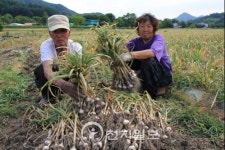 [충북] 보은군 속리산 자락 회인골 황토마늘 수확 한창