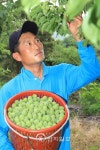 [충북] 보은군 노티리 속리산 자락, 매실 수확