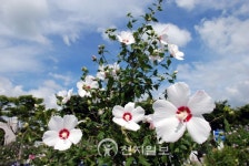 [포토] 무궁화, 삼천리 강산에 우리나라 꽃~