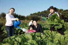 현대重 임직원 직접 가꾼 배추 보면 흐뭇하죠