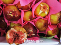 [충북] 옥천군 옥천읍 삼천리서 무화과 첫 수확!