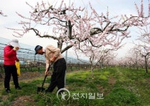 [경북] 복사꽃이 활짝 피였습니다