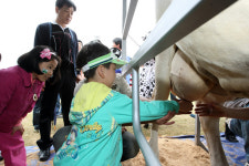 [전남] 함평 젖소 목장 나들이 체험해요