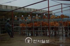 양평 가축시장 개장 축산농민 힘내세요