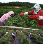 [포토] 전남 함평 친환경 복분자 수확 한창