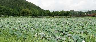 [포토] 광주 전평저수지 연꽃 만개