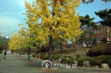 [포토] 노란빛 은행잎 길