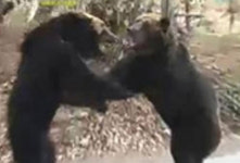 곰 사파리 잔혹사 아버지는 약했으나 아들은 강했다