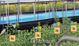 충남도 시설국화 총채벌레 천적이 잡는다