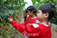 논산딸기축제 청정 딸기 수확 체험 재미있어요