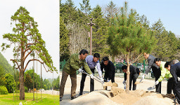 벼슬 받은 정이품송 후계목 납시오