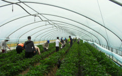 [전남] 전남도, 범도민 농촌일손돕기 나서