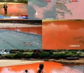 호주 핏빛 바다 독성은 없지만…