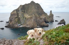 삽살개 부부의 새로운 보금자리를 찾아요