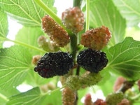 충남도 농업기술원 뽕나무 묘목 공급